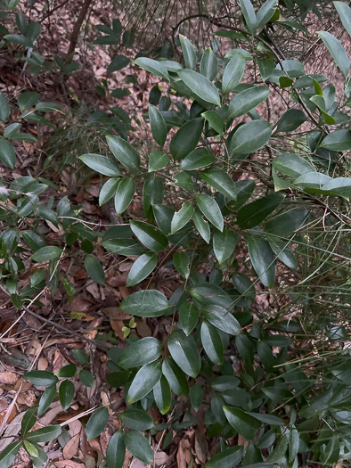 image of Smilax smallii, Jackson-brier, Unarmed Catbrier, Sweet-scented Smilax