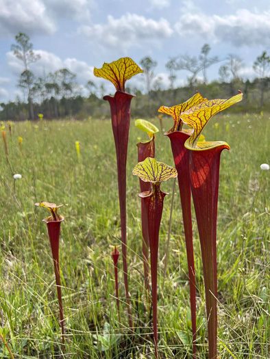 image of Sarracenia flava, Yellow Pitcherplant, Yellow Trumpet, Trumpets