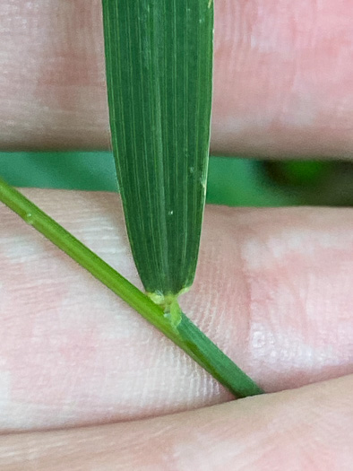 image of Muhlenbergia tenuiflora, Slender Muhly