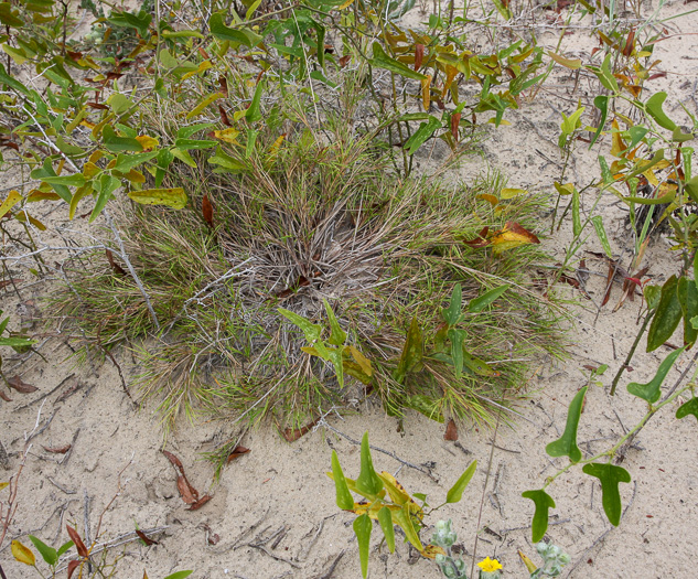 image of Dichanthelium arenicoloides, Sandy Woods Witchgrass