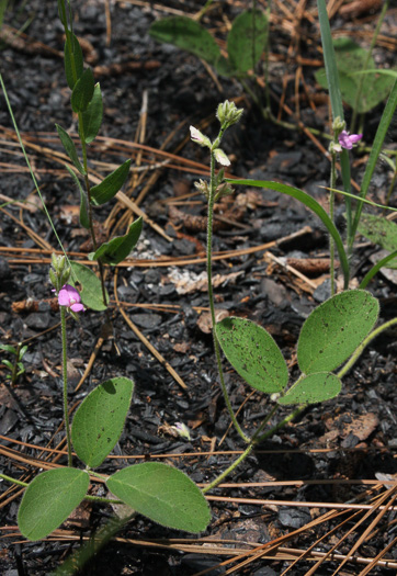 image of Galactia mollis, Soft Milkpea, Soft Sandhill Milkpea