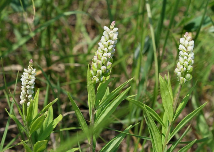 image of Polygala senega +, Seneca Snakeroot
