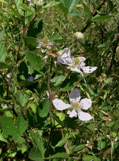 image of Rubus cuneifolius, Sand Blackberry