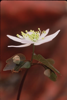 image of Thalictrum thalictroides, Windflower, Rue-anemone, Wind-rue