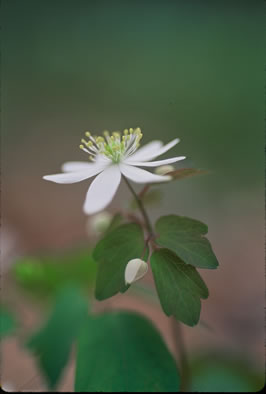 image of Thalictrum thalictroides, Windflower, Rue-anemone, Wind-rue