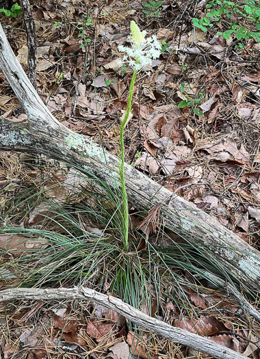 image of Xerophyllum asphodeloides, Eastern Turkeybeard, Beargrass, Mountain-asphodel