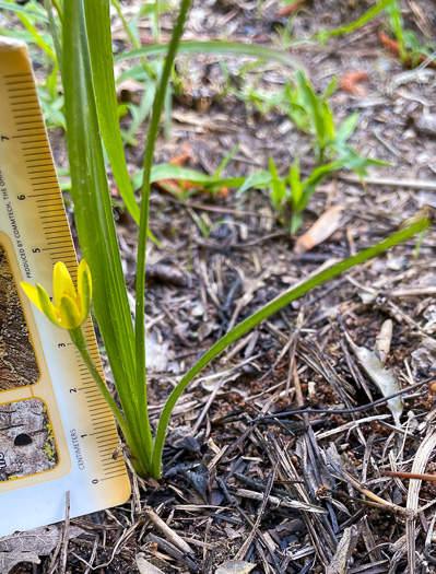 image of Hypoxis sessilis, Glossyseed Stargrass