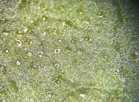 image of Viburnum dilatatum, Linden Viburnum