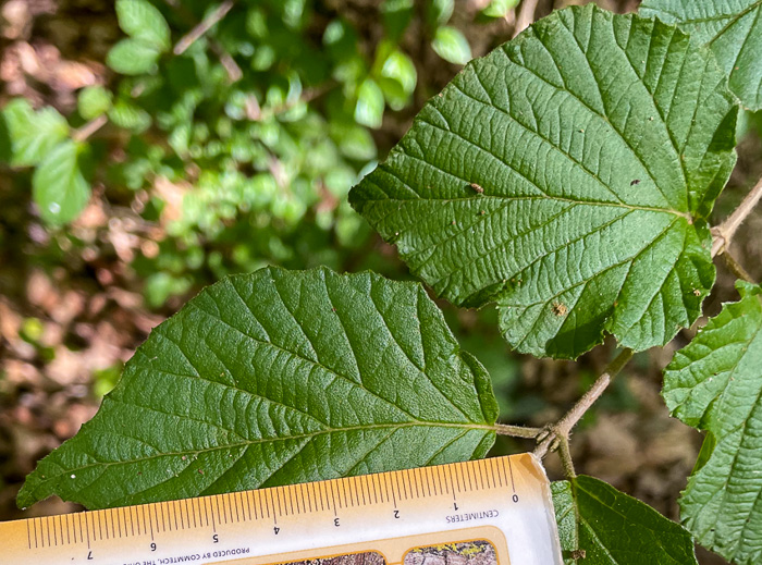 image of Viburnum dilatatum, Linden Viburnum