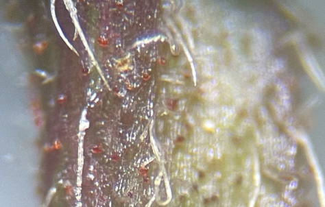 image of Viburnum dilatatum, Linden Viburnum