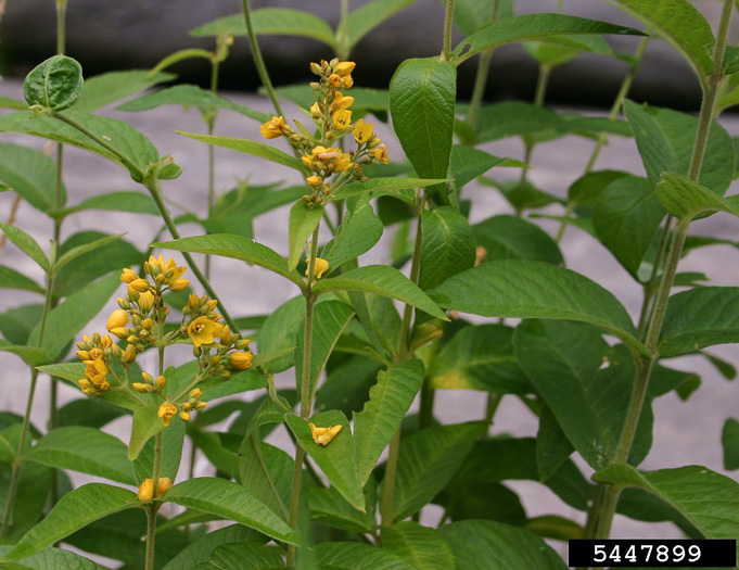 image of Lysimachia vulgaris, Garden Loosestrife