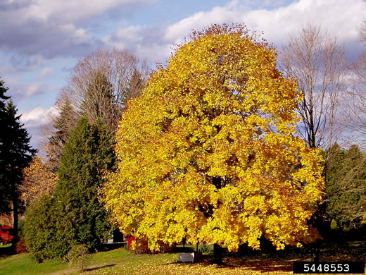 image of Acer platanoides, Norway Maple