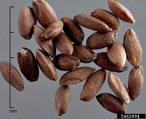 image of Cynodon dactylon, Bermuda Grass, Scutch Grass