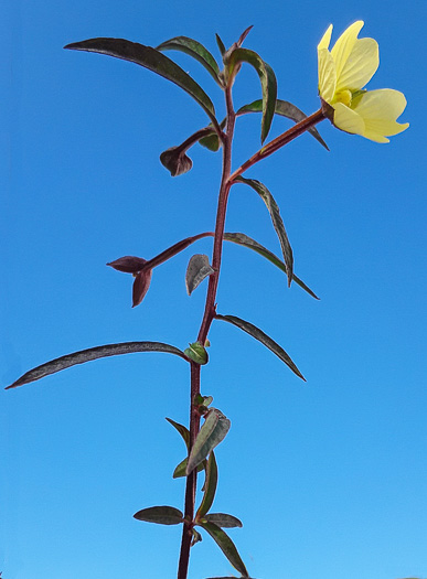 image of Ludwigia octovalvis, Mexican Primose-willow