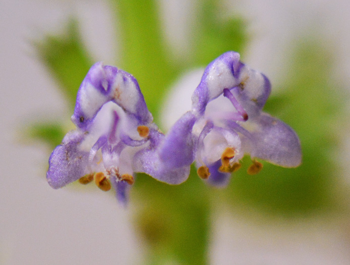 image of Cantinoa mutabilis, Tropical Bushmint