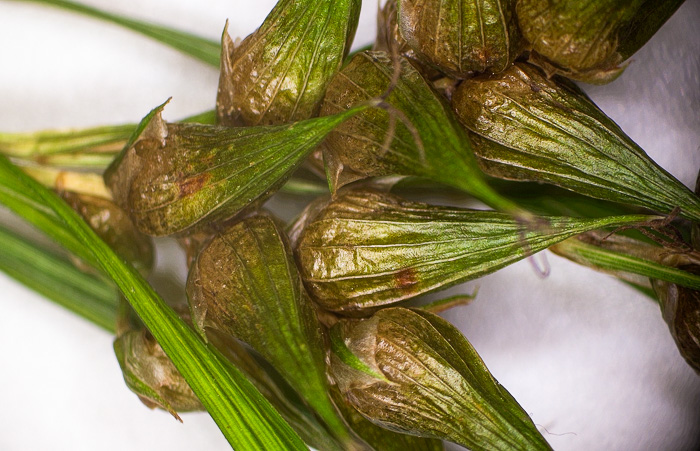 image of Carex intumescens var. fernaldii, Fernald’s Bladder Sedge