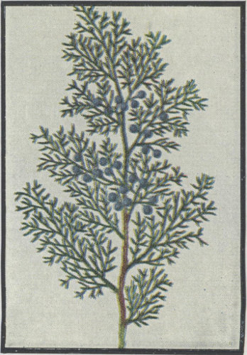 image of Juniperus virginiana, Eastern Red Cedar
