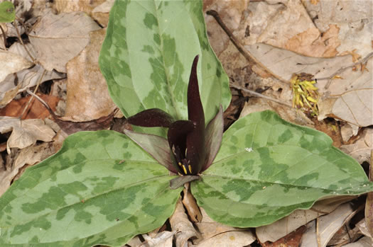 sepals