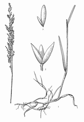 image of Agrostis stolonifera, Creeping Bentgrass