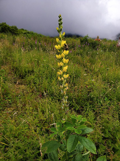 image of Thermopsis villosa, Aaron's Rod, Blue Ridge Golden-banner, Hairy Bush Pea