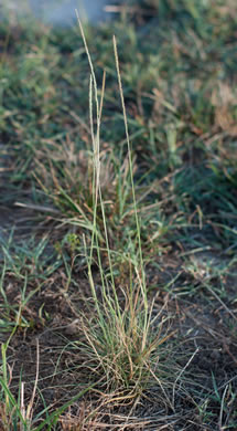 image of Sporobolus indicus, Smut-grass, Blackseed