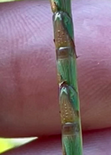 image of Mnesithea cylindrica, Carolina Jointgrass