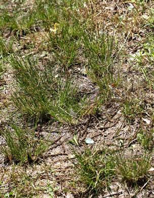 image of Juncus tenuis, Path Rush, Poverty Rush, Slender Rush