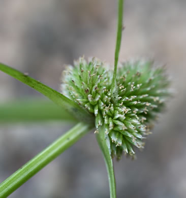 sessile
