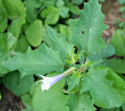 image of Datura stramonium, Jimsonweed, Thornapple, Stramonium