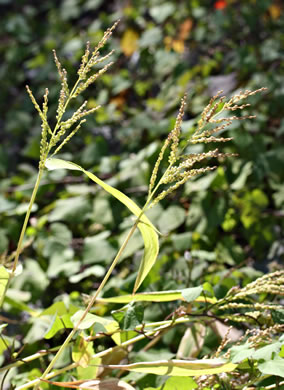 image of Urochloa ramosa, Browntop Millet, Dixie Signalgrass