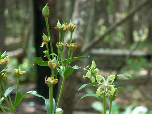 image of Frasera caroliniensis, American Columbo