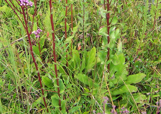 image of Trilisa odoratissima, Vanilla-leaf, Deer's-tongue, Pineland Purple