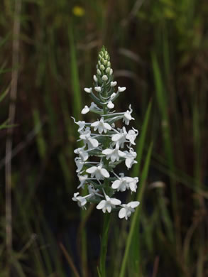 image of Platanthera nivea, Snowy Orchid, Bog-spike