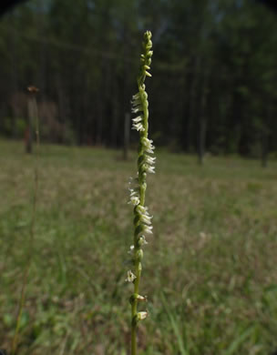image of Spiranthes floridana, Florida Ladies'-tresses