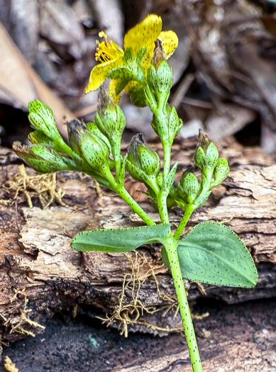 image of Hypericum punctatum, Spotted St. Johnswort