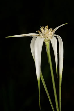 Broadleaf Whitetop Sedge