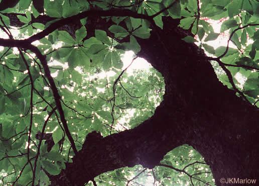 image of Magnolia fraseri, Fraser Magnolia, Mountain Magnolia, Earleaf Umbrella-tree, Umbrella Tree