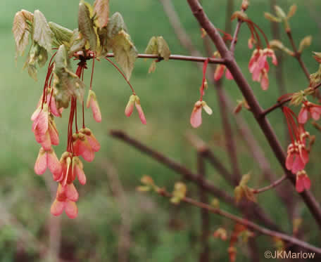 image of Acer rubrum var. rubrum, Eastern Red Maple