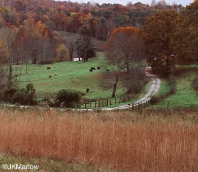 image of Andropogon virginicus var. virginicus, Broomsedge, Broomsedge Bluestem, Old-field Broomstraw, "Sedge Grass"