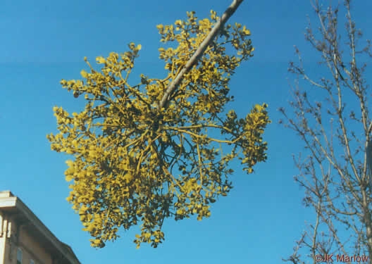 image of Phoradendron leucarpum ssp. leucarpum, American Mistletoe, Christmas Mistletoe