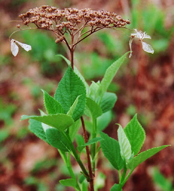 image of Hydrangea radiata, Snowy Hydrangea, Silverleaf Hydrangea