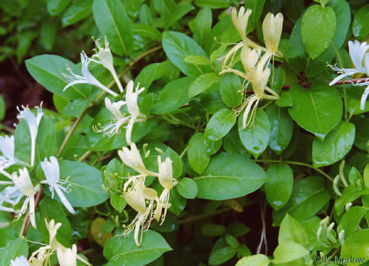 image of Lonicera japonica, Japanese Honeysuckle