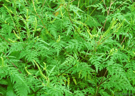 image of Ambrosia artemisiifolia, Annual Ragweed, Common Ragweed, Hogweed