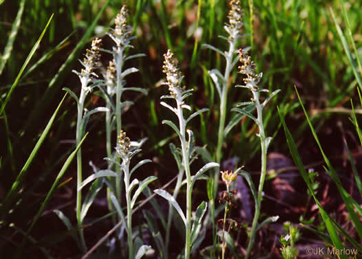 image of Gamochaeta purpurea, Spoonleaf Purple Everlasting, Purple Cudweed, Spoonleaf Cudweed