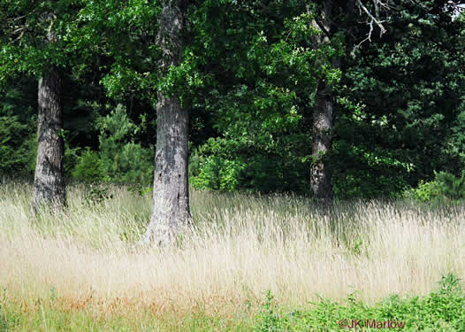 image of Danthonia sericea, Silky Oatgrass, Downy Oatgrass, Downy Danthonia
