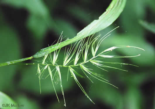 spikelet