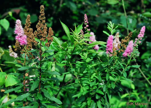 image of Spiraea alba, Narrowleaf Meadowsweet, Pipestem