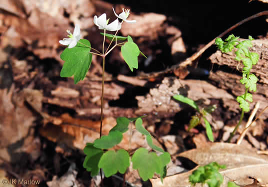image of Thalictrum thalictroides, Windflower, Rue-anemone, Wind-rue