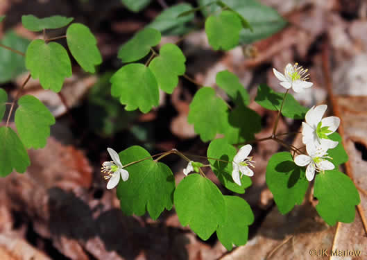 Thalictrum thalictroides, Windflower, Rue-anemone, Wind-rue