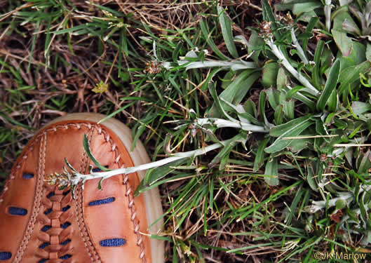 image of Gamochaeta purpurea, Spoonleaf Purple Everlasting, Purple Cudweed, Spoonleaf Cudweed